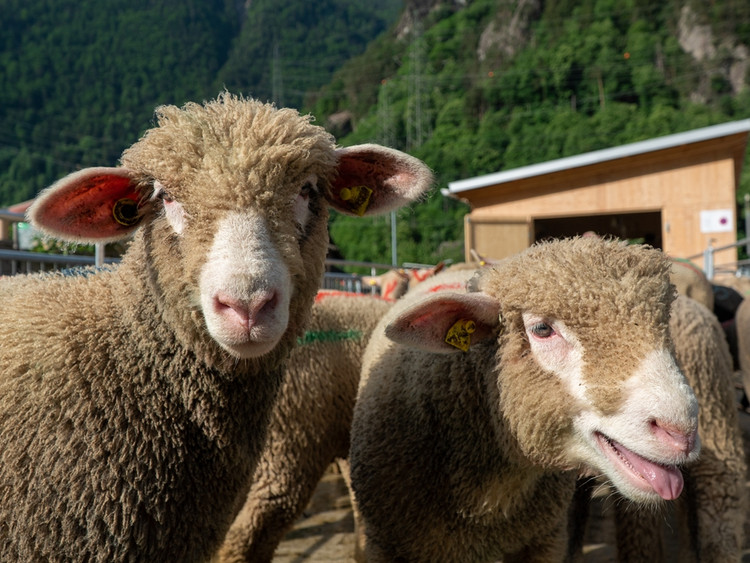 Zwei Schafe am Schafmarkt